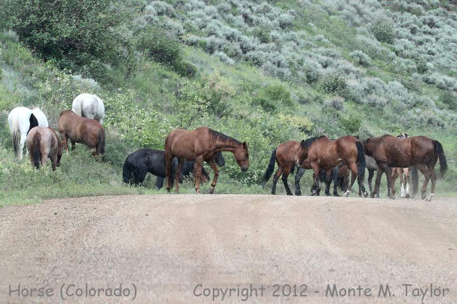 Horse (wild?) -summer- (Colorado)