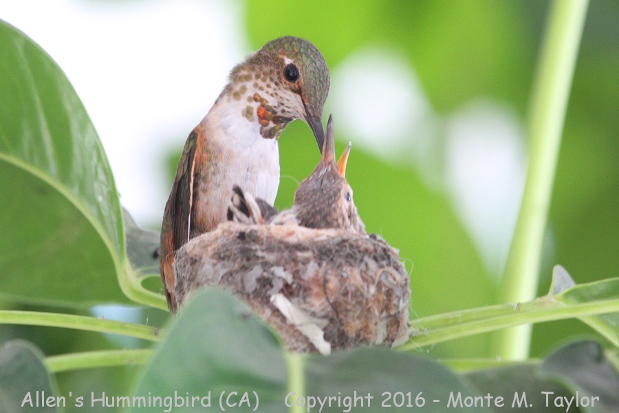 Allen's Hummingbird -winter female and chicks on nest- (California)