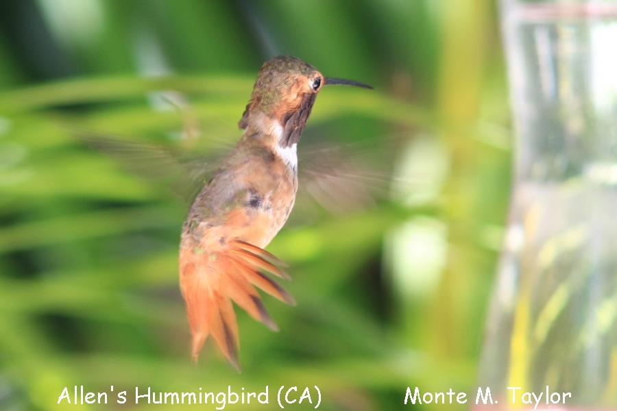 Allen's Hummingbird -summer male- (California)