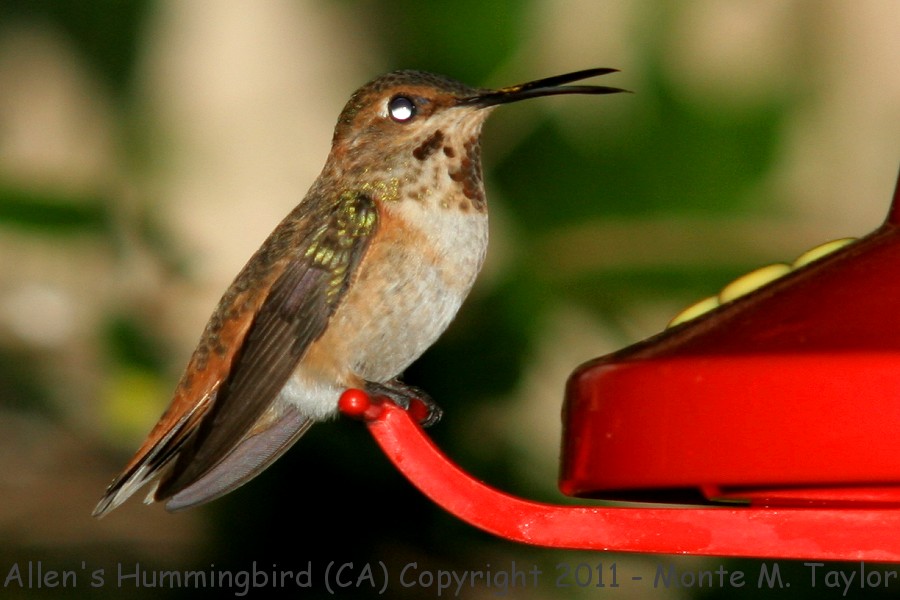 Allen's Hummingbird -spring female- (California)