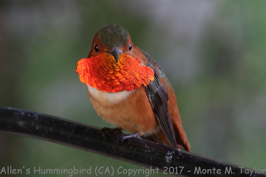 Allen's Hummingbird -fall male- (California)