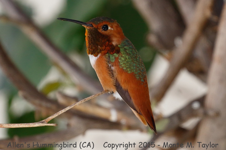 Allen's (or Rufous?) Hummingbird -spring male- (California)