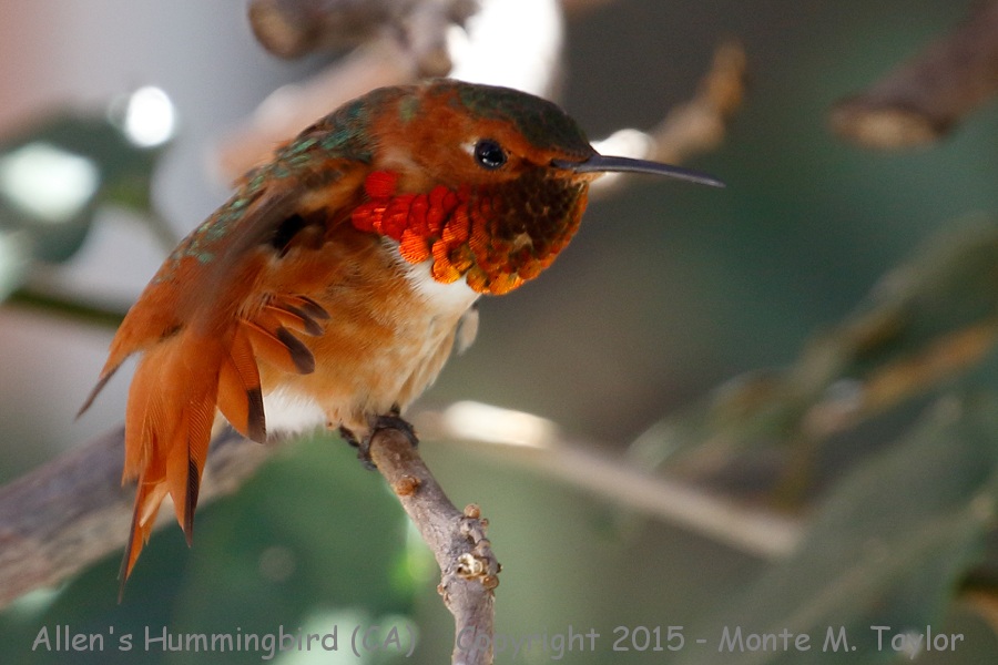 Allen's Hummingbird -spring male showing R2 tail retrice showing Allen's and not Rufous- (California)