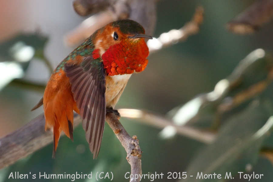 Allen's Hummingbird -spring male- (California)