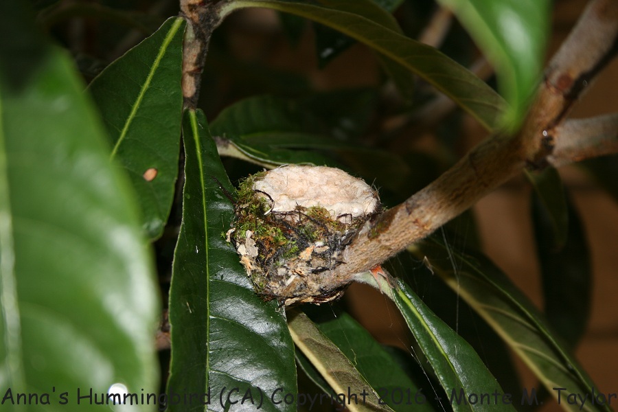 Anna's Hummingbird -nest- (California)