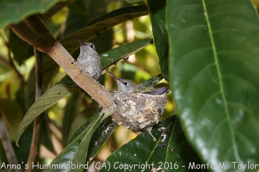 Anna's Hummingbird -chicks on nest- (California)