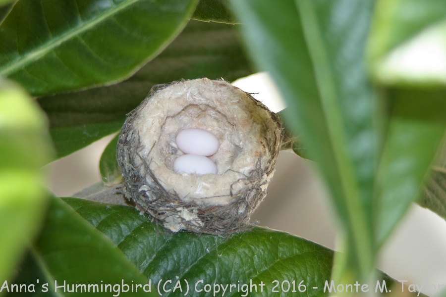 Anna's Hummingbird -nest with eggs- (California)