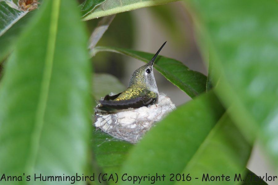 Anna's Hummingbird -female on nest- (California)