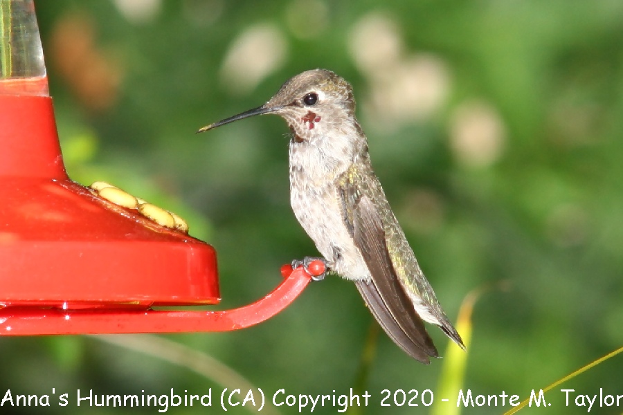 Anna's Hummingbird -spring juvenile male- (California)