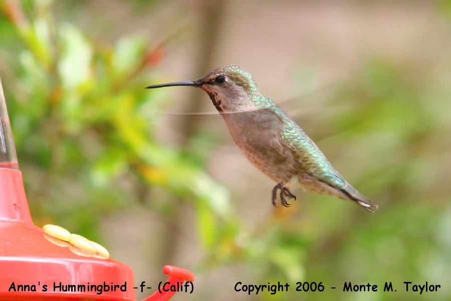 Anna's Hummingbird -spring juvenile male- (California)
