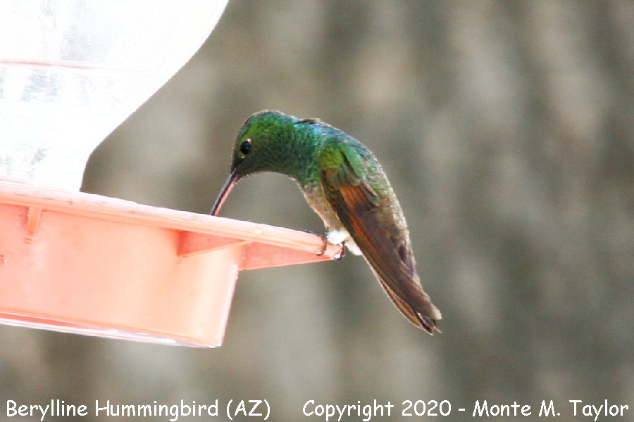 Berylline Hummingbird -spring male- (Arizona)