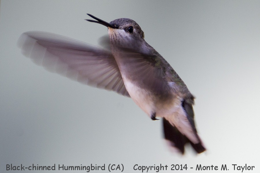 Black-chinned Hummingbird -spring female- (California)
