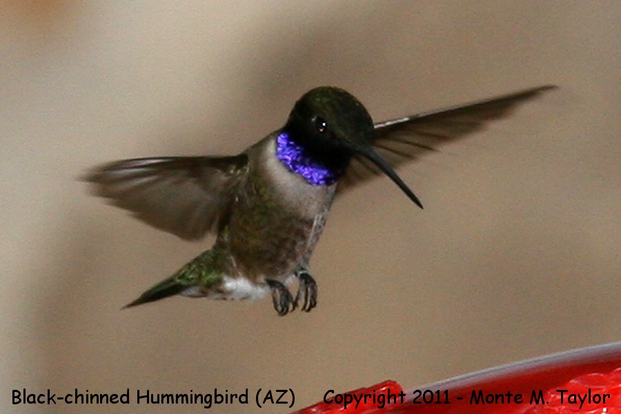 Black-chinned Hummingbird -spring male- (Arizona)