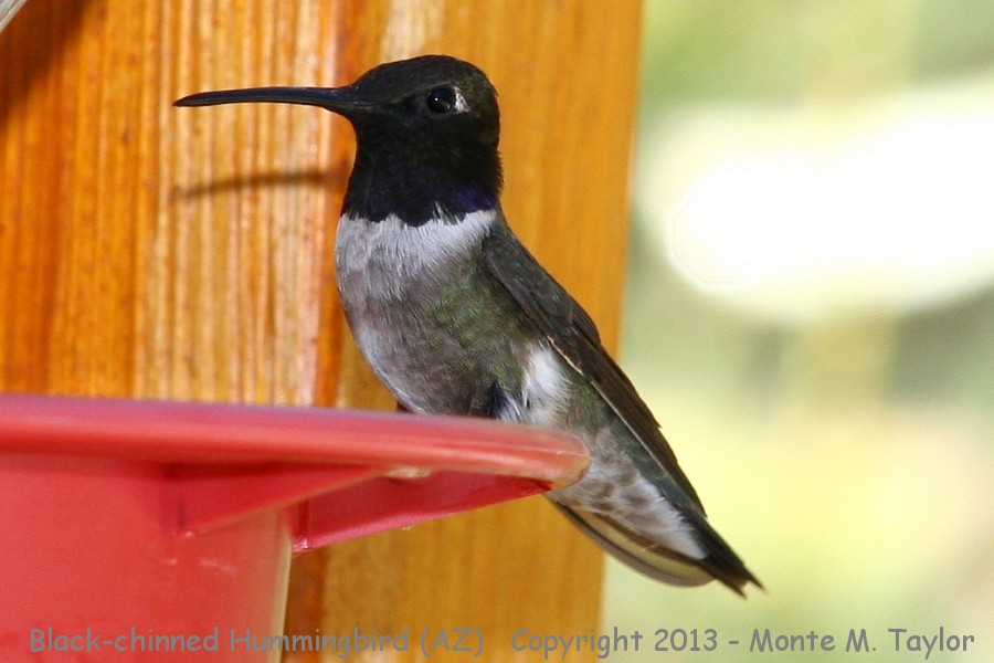 Black-chinned Hummingbird -spring male- (Arizona)
