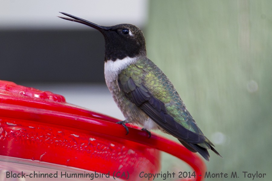 Black-chinned Hummingbird -spring male- (California)