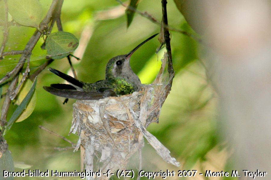 Broad-billed Hummingbird -female on nest- (Arizona)