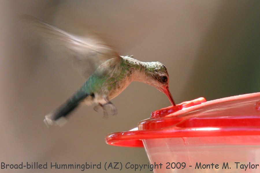 Broad-billed Hummingbird -spring female- (Arizona)