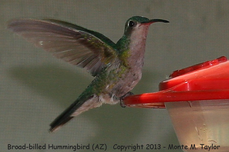  Broad-billed Hummingbird -spring female- (Arizona)