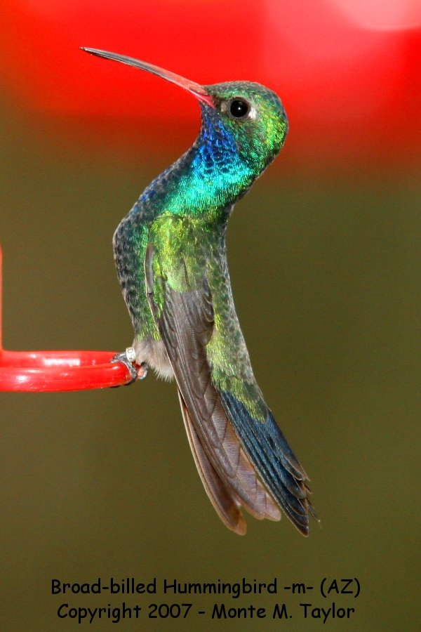 Broad-billed Hummingbird -spring male- (Arizona)