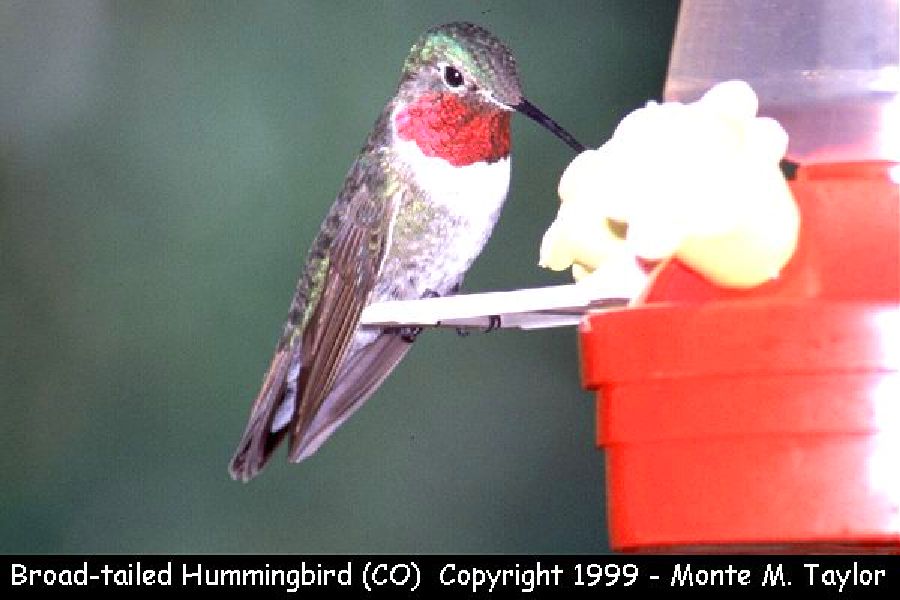 Broad-tailed Hummingbird -spring male- (Colorado)