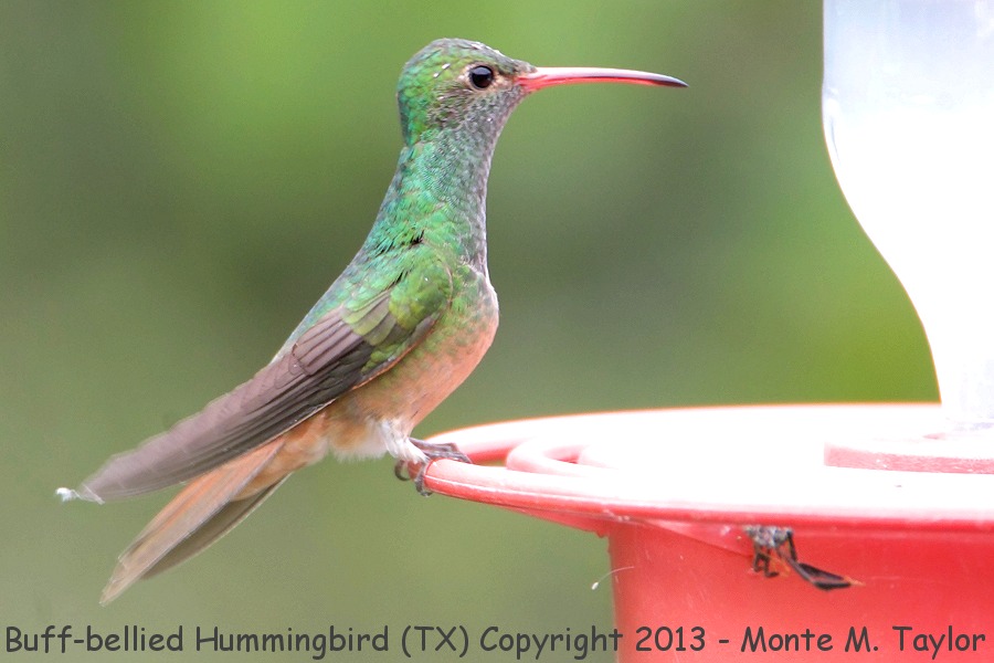Buff-bellied Hummingbird -fall- (Texas)
