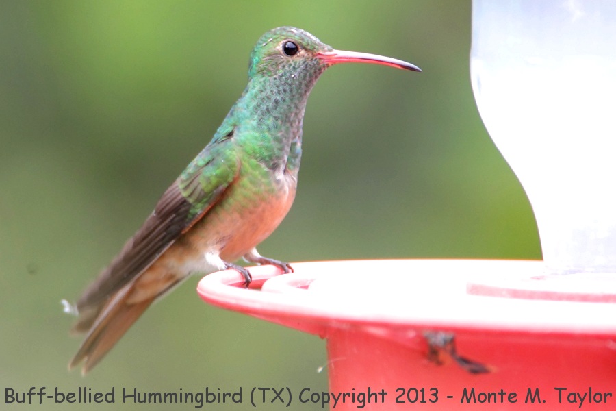 Buff-bellied Hummingbird -fall- (Texas)