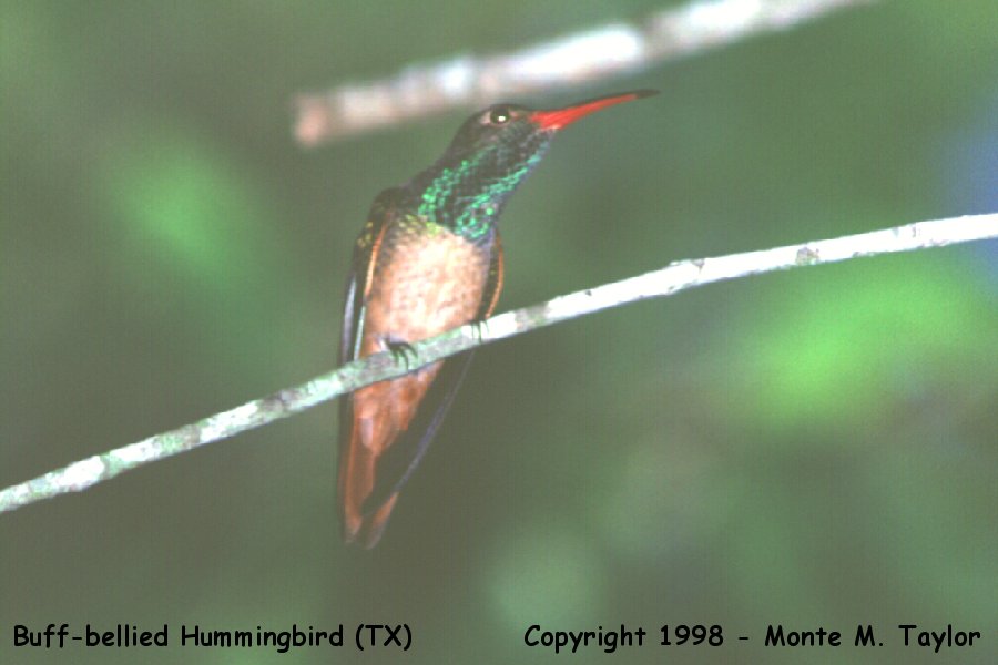 Buff-bellied Hummingbird -spring- (Texas)
