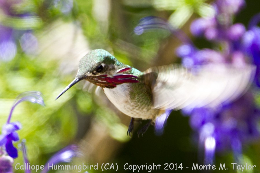 Calliope Hummingbird -spring male- (California)