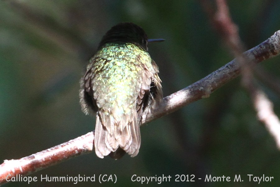 Calliope Hummingbird -summer male- (California)