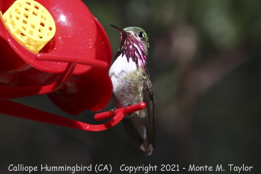 Calliope Hummingbird -summer male- (California)