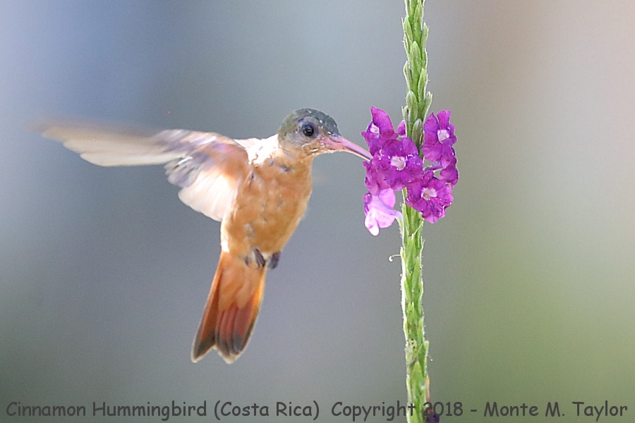 Cinnamon Hummingbird -winter- (Costa Rica)
