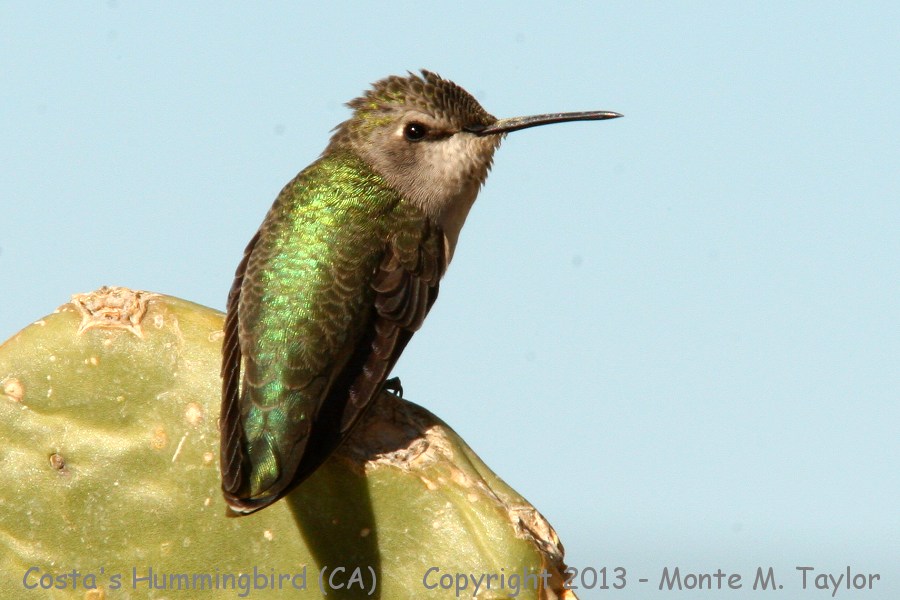 Costa's Hummingbird -winter female- (Arizona)