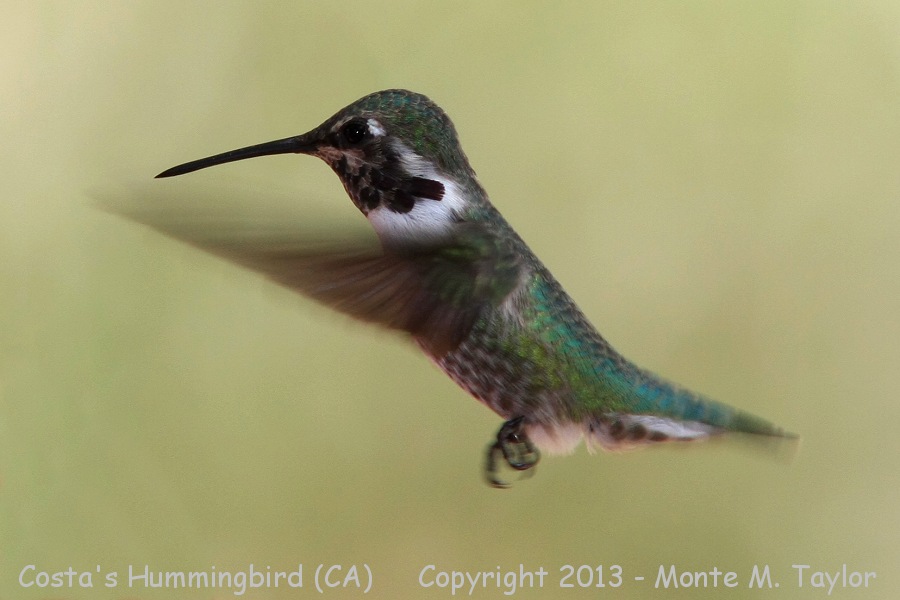 Costa's Hummingbird -summer male- (California)