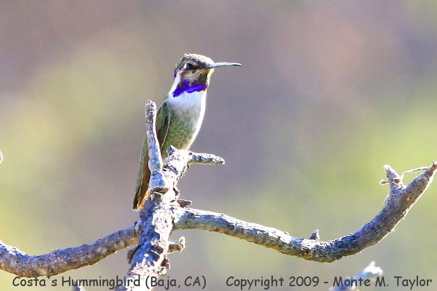 Costa's Hummingbird -fall juvenal male- (Baja, California)