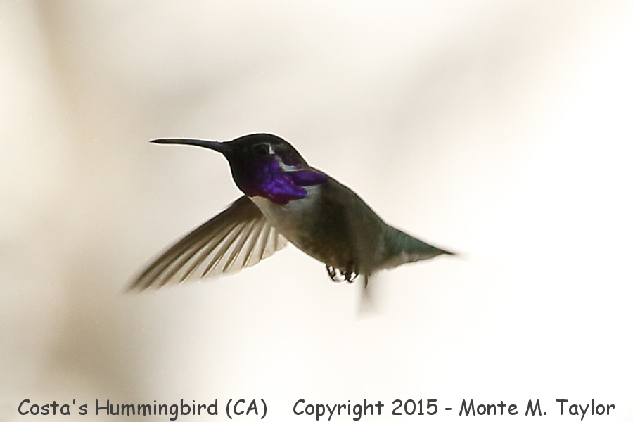 Costa's Hummingbird -spring male- (California)