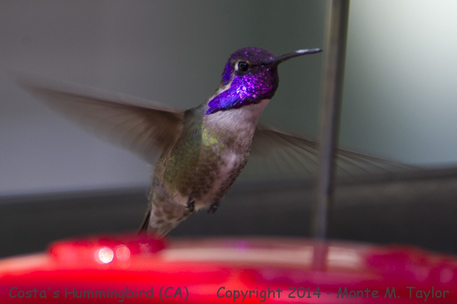 Costa's Hummingbird -spring male- (California)