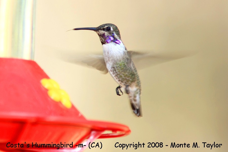 Costa's Hummingbird -summer juvenal male- (California)