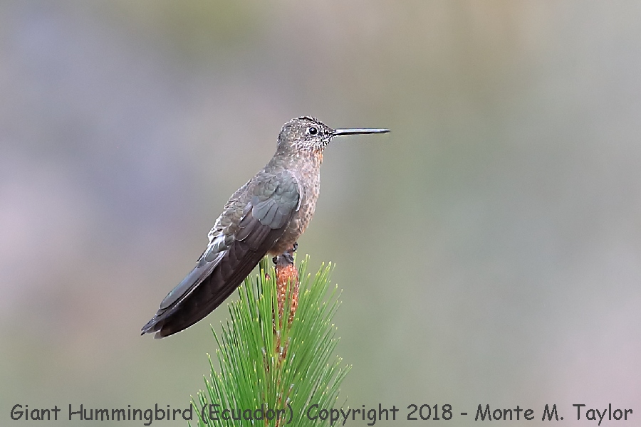 Giant Hummingbird -November female- (Antisana Ecological Reserve, Ecuador)