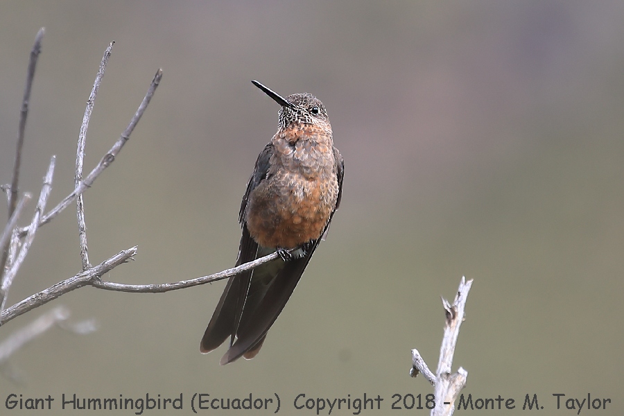 Giant Hummingbird -November male- (Antisana Ecological Reserve, Ecuador)