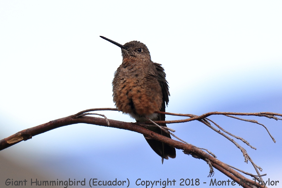 Giant Hummingbird -November male- (Antisana Ecological Reserve, Ecuador)