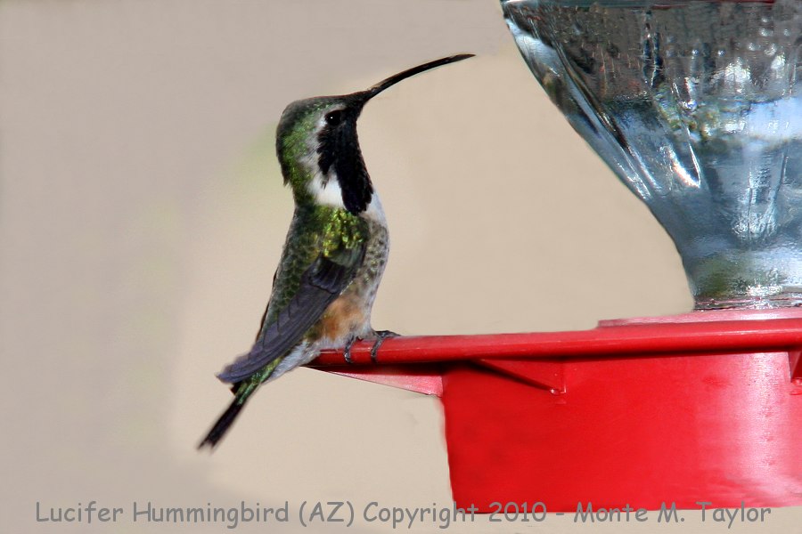 Lucifer Hummingbird -spring male- (Arizona)