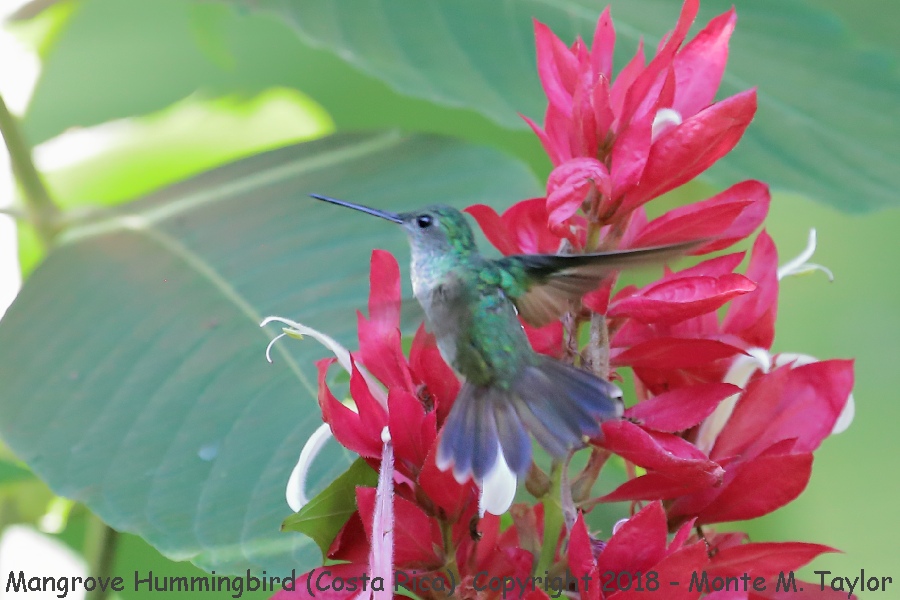 Mangrove Hummingbird -winter female- (Villas Rio Mar Dominical, Costa Rica)