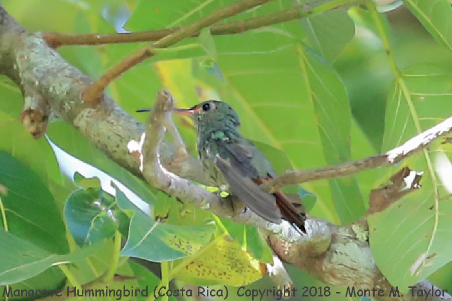 Mangrove Hummingbird -winter male- (Villas Rio Mar Dominical, Costa Rica)