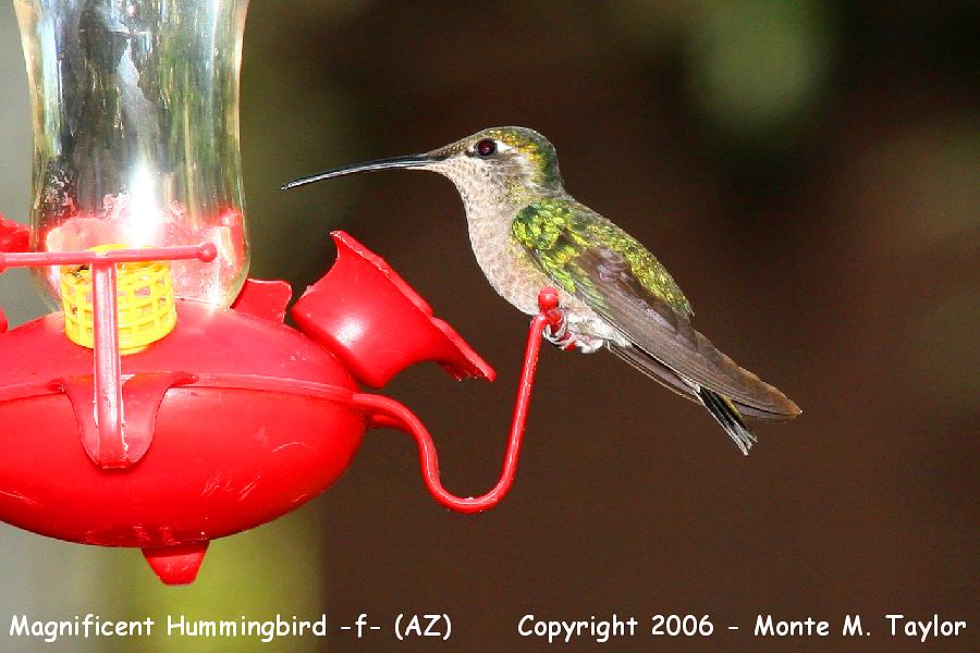 Rivoli's Hummingbird -spring female- (Arizona)