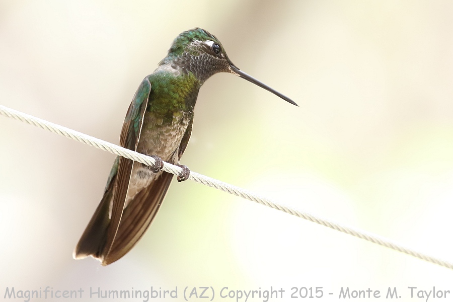 Rivoli's Hummingbird -spring male- (Arizona) - head turned so not showing highlighted gorget