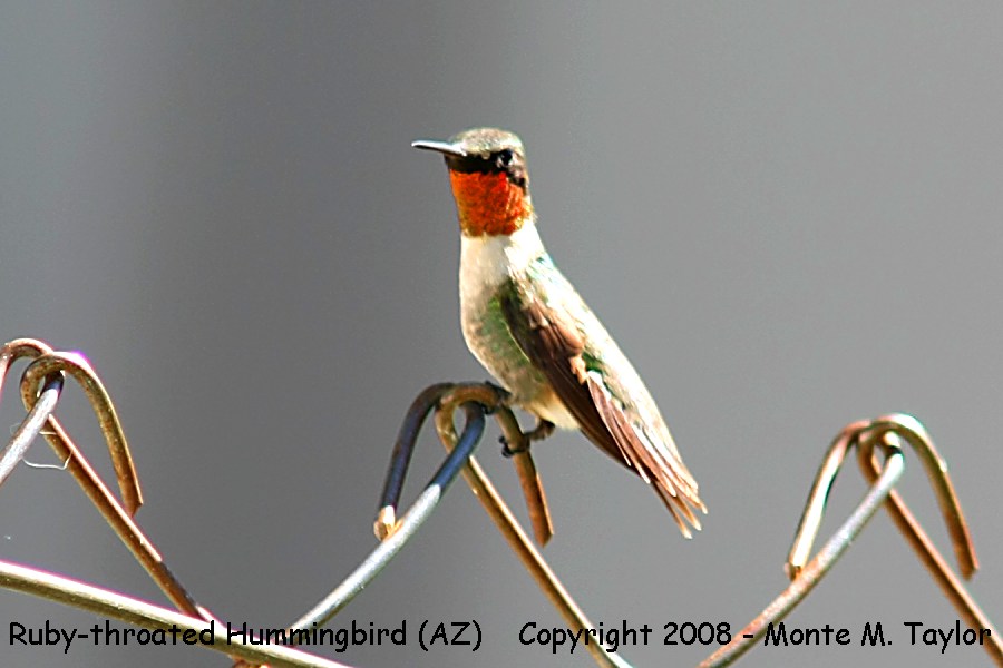 Ruby-throated Hummingbird -fall male / Pattons in Patagonia- (Arizona)