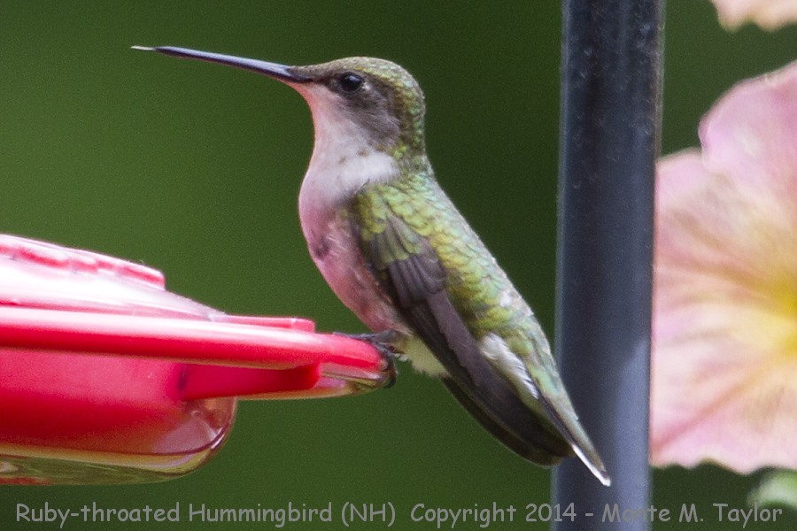 Ruby-throated Hummingbird -spring female- (New Hampshire)