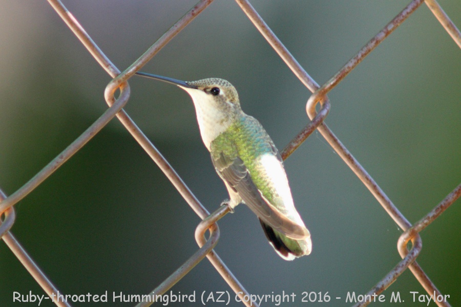 Ruby-throated Hummingbird -summer female / Patton's in Patagonia- (Arizona)