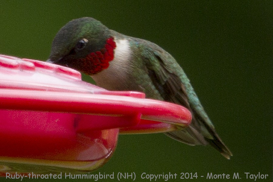 Ruby-throated Hummingbird -spring male- (New Hampshire)