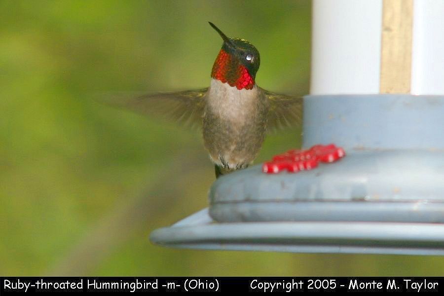 Ruby-throated Hummingbird -spring male- (Ohio)